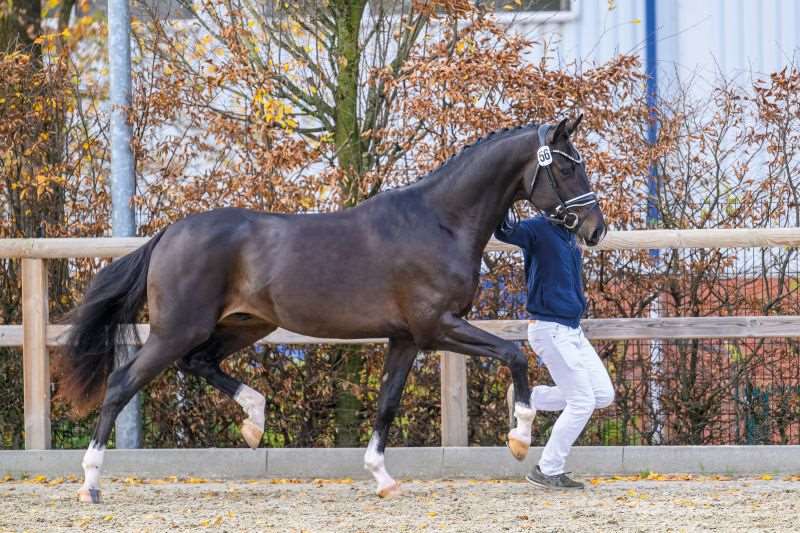 Dafoe de Fontaine Stallion